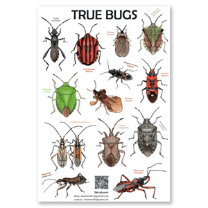 True bug sticker sheet