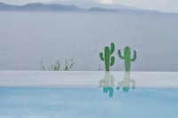 Cactus Glass plants
