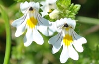 Image 2 of EYEBRIGHT