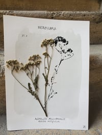 Herbularia