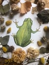 Tree frog