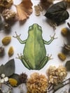Tree frog