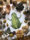 Tree frog