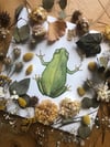 Tree frog