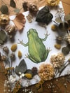 Tree frog