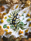 Fire salamander