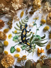 Fire salamander