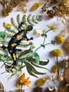 Fire salamander
