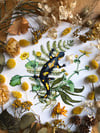 Fire salamander