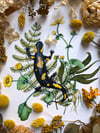 Fire salamander