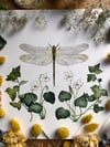 Dragonfly and ivy