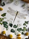 Dragonfly and ivy