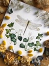 Dragonfly and ivy