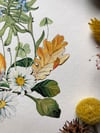 Robin and daisies