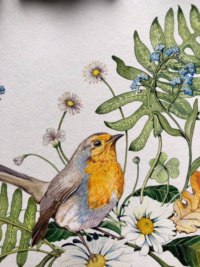 Robin and daisies