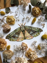 Image 1 of Quentalia Silkworm Moth