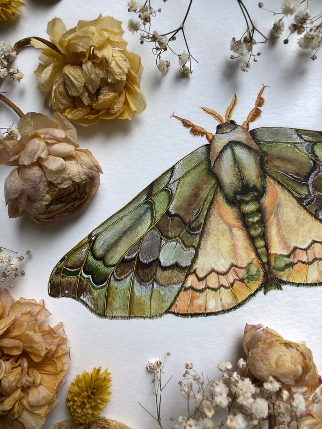 Quentalia silkworm moth