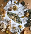Quentalia silkworm moth