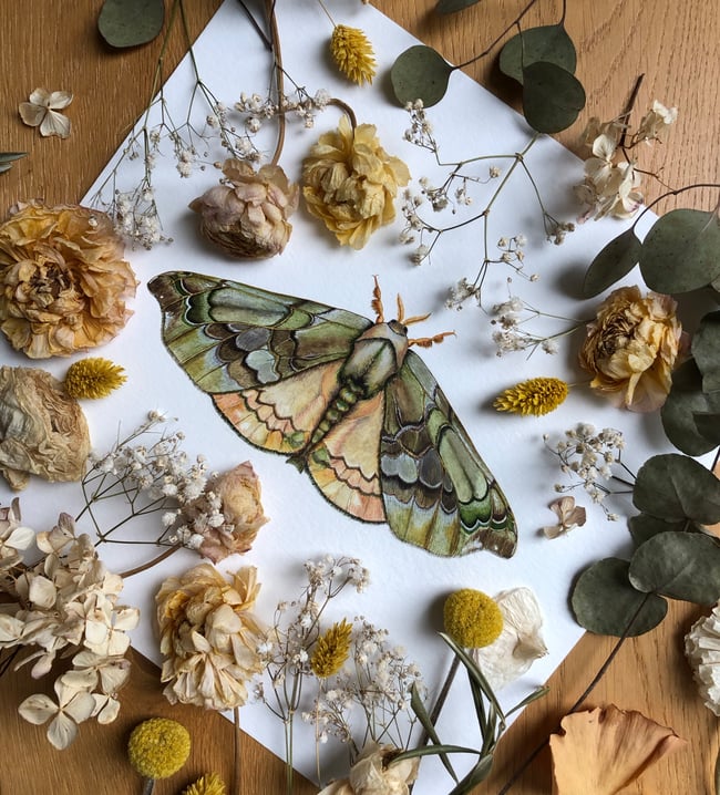 Quentalia silkworm moth