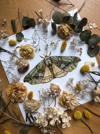 Image 4 of Quentalia Silkworm Moth