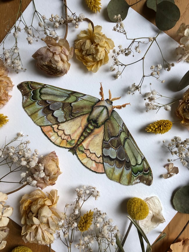 Quentalia silkworm moth