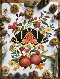 Image 1 of Autumn's Royal Emblem” – Jersey Tiger Moth & Pomegranate Still Life