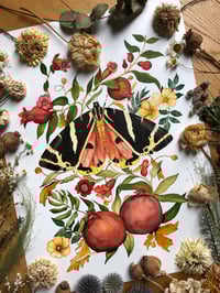 Image 2 of Autumn's Royal Emblem” – Jersey Tiger Moth & Pomegranate Still Life