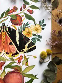 Image 4 of Autumn's Royal Emblem” – Jersey Tiger Moth & Pomegranate Still Life