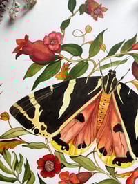 Image 5 of Autumn's Royal Emblem” – Jersey Tiger Moth & Pomegranate Still Life