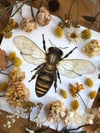 Honey bee II
