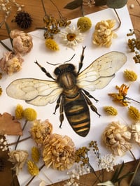 Image 2 of The golden alchemist - Apis mellifera