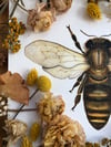 Honey bee II