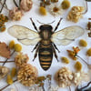 Honey bee II