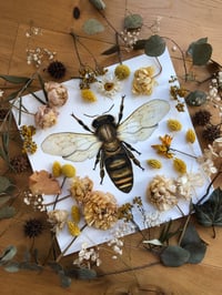 Image 5 of The golden alchemist - Apis mellifera