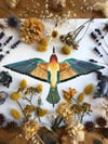 European bee-eater