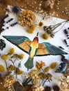 European bee-eater