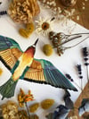 European bee-eater