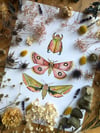 Pink and green insect trio