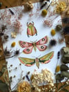 Pink and green insect trio