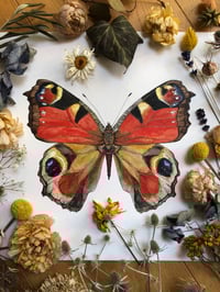 Image 1 of Crimson Oracle - the European Peacock Butterfly