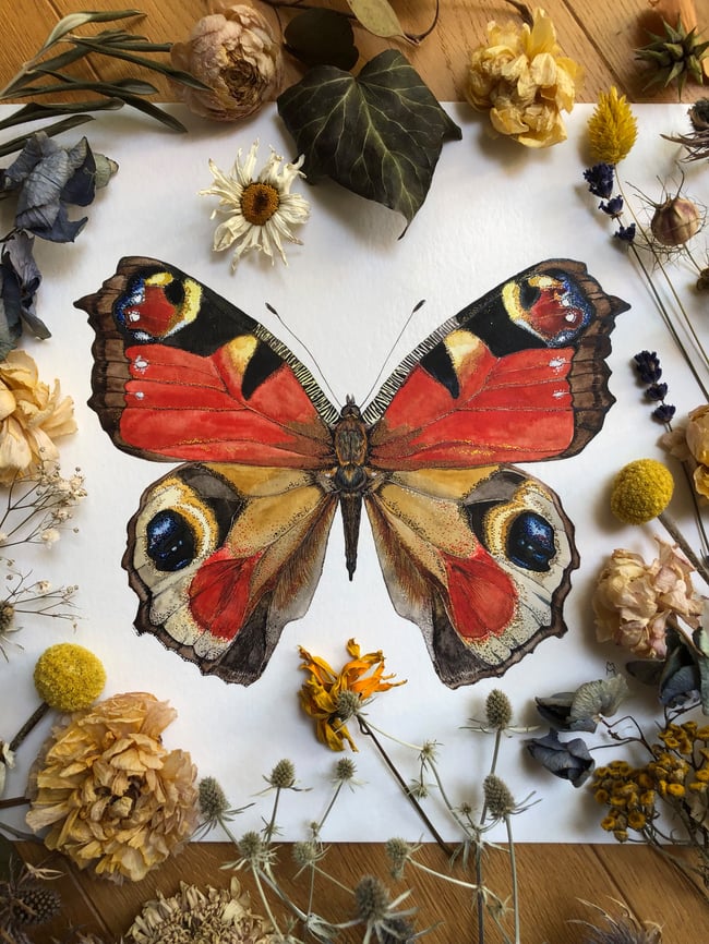 EUROPEAN PEACOCK BUTTERFLY