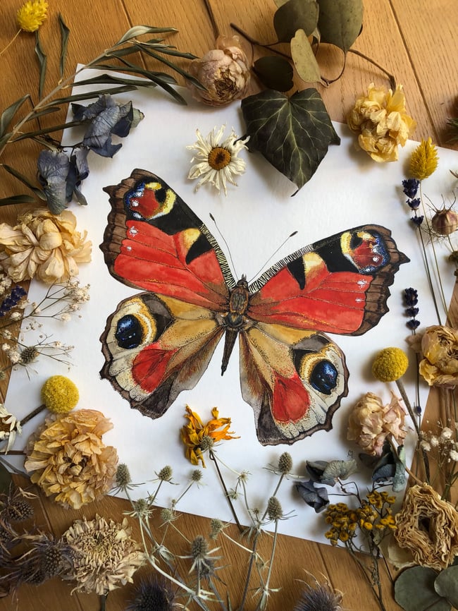 EUROPEAN PEACOCK BUTTERFLY
