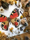 EUROPEAN PEACOCK BUTTERFLY