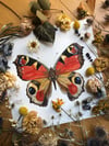 EUROPEAN PEACOCK BUTTERFLY