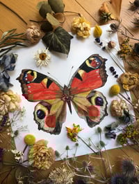 Image 5 of Crimson Oracle - the European Peacock Butterfly