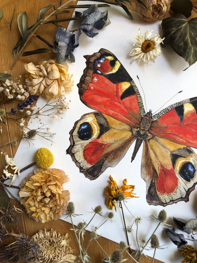 EUROPEAN PEACOCK BUTTERFLY