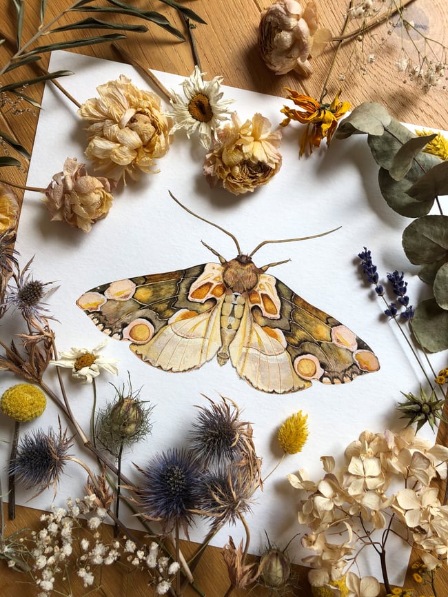 Peach Blossom Moth
