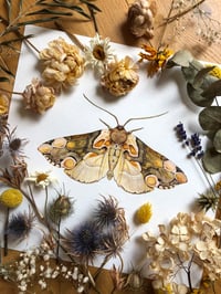 Image 1 of Peach Silk Whispers - Thyatira batis