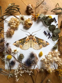 Image 2 of Peach Silk Whispers - Thyatira batis