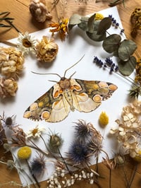 Image 3 of Peach Silk Whispers - Thyatira batis